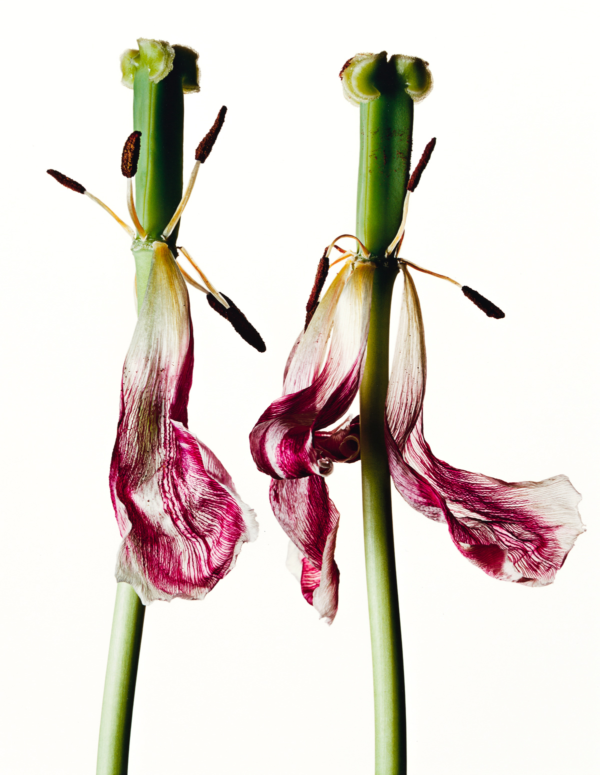 IRVING PENN (1917-2009) Tulip/Tulipa: China Pink, New York.